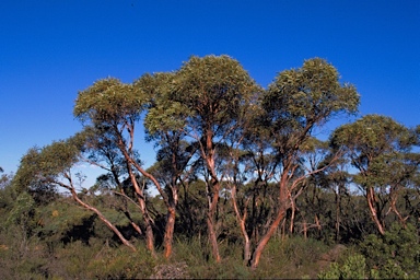 APII jpeg image of Eucalyptus communalis ?  © contact APII