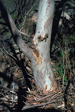 APII jpeg image of Eucalyptus conferruminata subsp. recherche  © contact APII