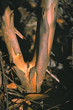 APII jpeg image of Eucalyptus conglobata subsp. conglobata  © contact APII