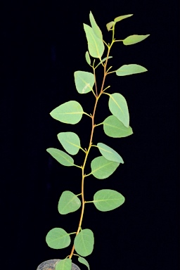 APII jpeg image of Eucalyptus conglobata subsp. perata  © contact APII