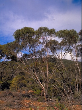 APII jpeg image of Eucalyptus conglobata subsp. perata  © contact APII