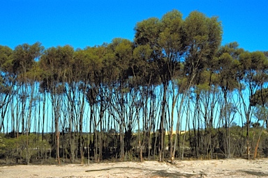 APII jpeg image of Eucalyptus mimica subsp. continens  © contact APII