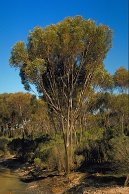 APII jpeg image of Eucalyptus mimica subsp. continens  © contact APII