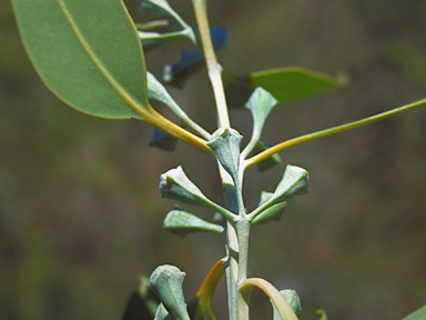 APII jpeg image of Eucalyptus conveniens  © contact APII
