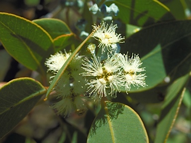 APII jpeg image of Eucalyptus conveniens  © contact APII