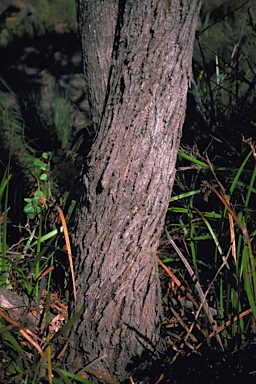 APII jpeg image of Eucalyptus cornuta  © contact APII