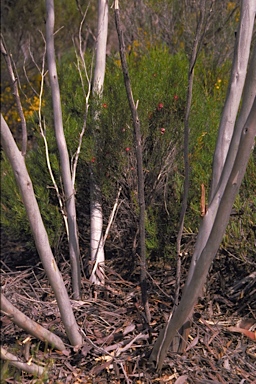 APII jpeg image of Eucalyptus cylindriflora  © contact APII