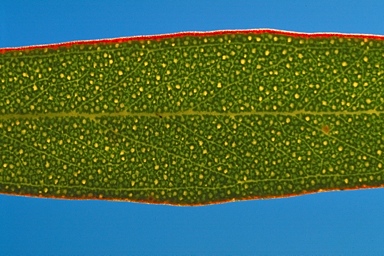 APII jpeg image of Eucalyptus cylindriflora  © contact APII