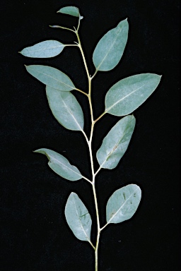 APII jpeg image of Eucalyptus cretata  © contact APII