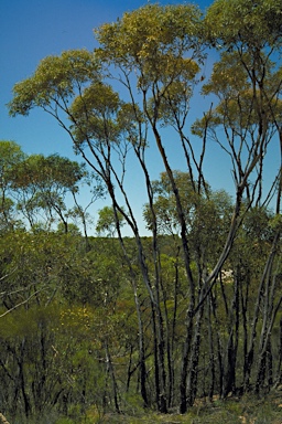 APII jpeg image of Eucalyptus crispata  © contact APII