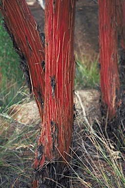 APII jpeg image of Eucalyptus crucis  © contact APII