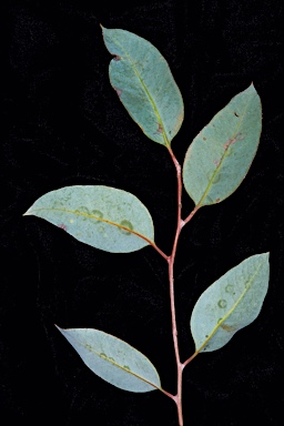 APII jpeg image of Eucalyptus corrugata  © contact APII