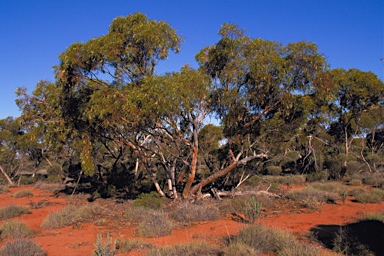 APII jpeg image of Eucalyptus cylindrocarpa  © contact APII