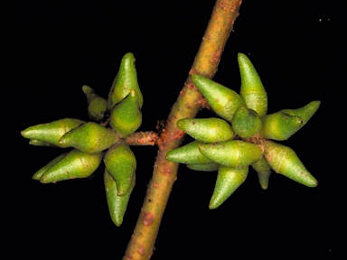 APII jpeg image of Eucalyptus decipiens  © contact APII