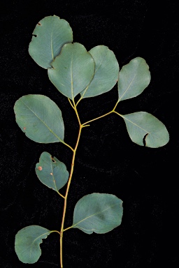 APII jpeg image of Eucalyptus decipiens  © contact APII