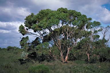 APII jpeg image of Eucalyptus adesmophloia  © contact APII