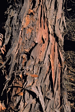 APII jpeg image of Eucalyptus decipiens x obesa  © contact APII