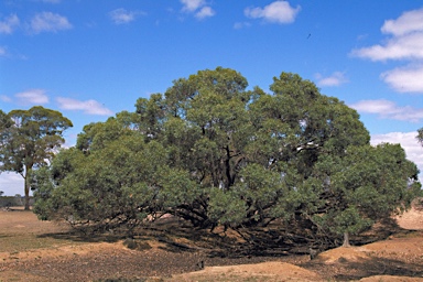 APII jpeg image of Eucalyptus decipiens subsp. decipiens  © contact APII