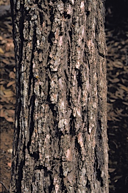 APII jpeg image of Eucalyptus decipiens subsp. decipiens  © contact APII