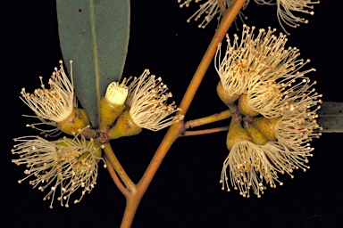 APII jpeg image of Eucalyptus decipiens  © contact APII