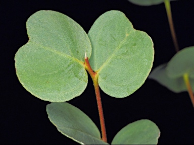 APII jpeg image of Eucalyptus decipiens  © contact APII