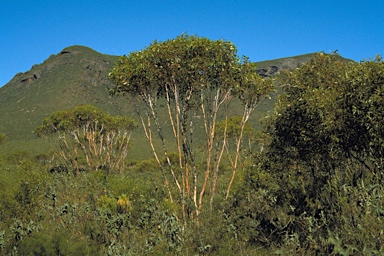 APII jpeg image of Eucalyptus decurva  © contact APII