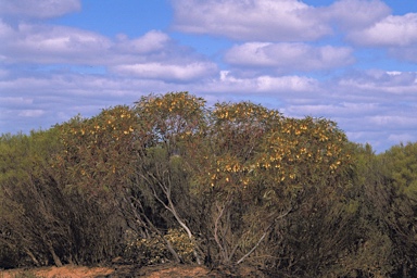 APII jpeg image of Eucalyptus deflexa  © contact APII