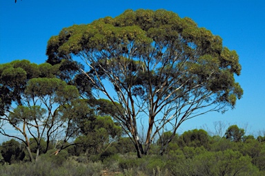 APII jpeg image of Eucalyptus delicata  © contact APII
