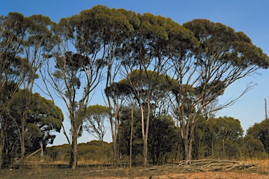 APII jpeg image of Eucalyptus densa subsp. densa  © contact APII