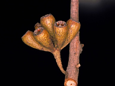 APII jpeg image of Eucalyptus densa subsp. densa  © contact APII