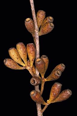 APII jpeg image of Eucalyptus densa subsp. improcera  © contact APII