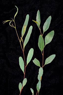 APII jpeg image of Eucalyptus depauperata  © contact APII