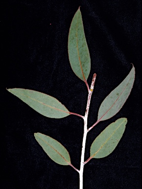 APII jpeg image of Eucalyptus desmondensis  © contact APII