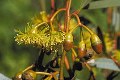 APII jpeg image of Eucalyptus dielsii  © contact APII
