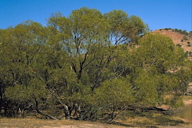 APII jpeg image of Eucalyptus diminuta  © contact APII