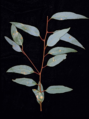 APII jpeg image of Eucalyptus diminuta  © contact APII