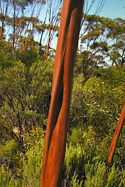 APII jpeg image of Eucalyptus diptera  © contact APII