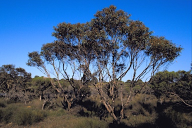 APII jpeg image of Eucalyptus discreta  © contact APII