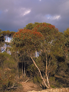 APII jpeg image of Eucalyptus dissimulata  © contact APII
