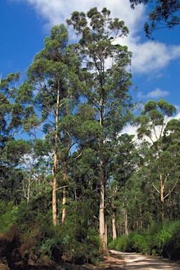 APII jpeg image of Eucalyptus diversicolor  © contact APII