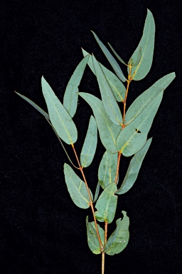 APII jpeg image of Eucalyptus diversifolia subsp. hesperia  © contact APII