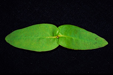 APII jpeg image of Eucalyptus diversifolia subsp. hesperia  © contact APII