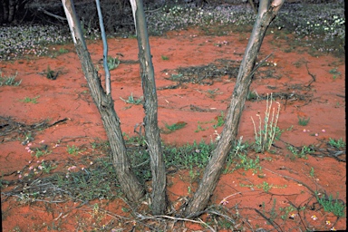 APII jpeg image of Eucalyptus dolichocera  © contact APII