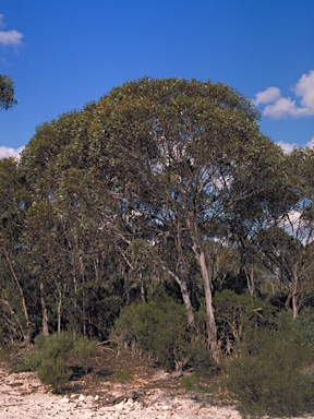APII jpeg image of Eucalyptus dolichorhyncha  © contact APII