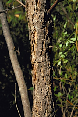 APII jpeg image of Eucalyptus dolorosa  © contact APII