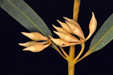 APII jpeg image of Eucalyptus doratoxylon  © contact APII