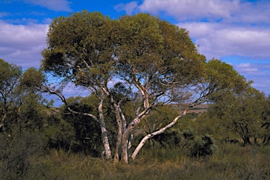 APII jpeg image of Eucalyptus drummondii  © contact APII