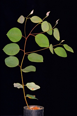 APII jpeg image of Eucalyptus drummondii  © contact APII