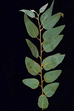 APII jpeg image of Eucalyptus ebbanoensis subsp. ebbanoensis  © contact APII