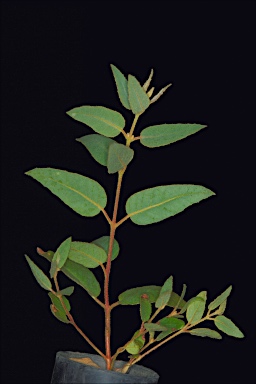APII jpeg image of Eucalyptus ebbanoensis subsp. glauciramula  © contact APII